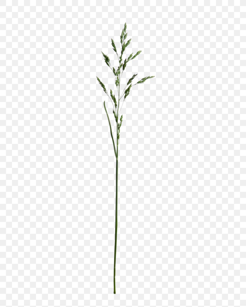 Twig Plant Stem Leaf Grasses, PNG, 320x1024px, Twig, Flower, Flowering Plant, Grass, Grasses Download Free
