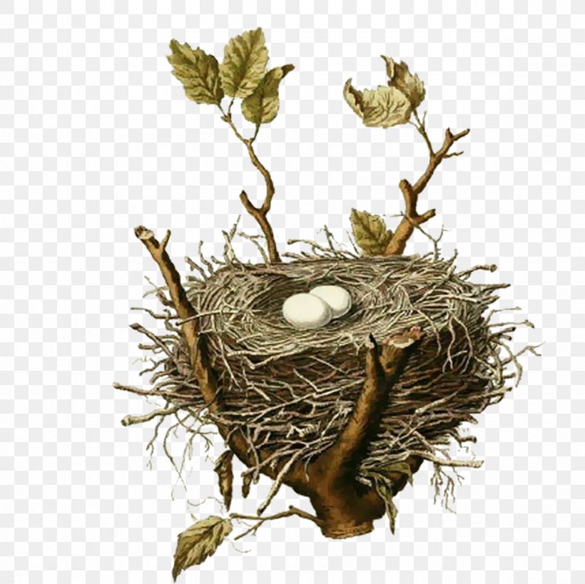 Bird Nest House Sparrow Birds, Nests, & Eggs, PNG, 2362x2362px, Bird, American Robin, Bird Egg, Bird Nest, Birds Nests Eggs Download Free