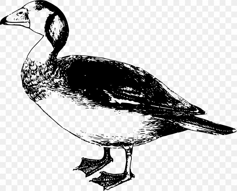 Goose Bird Duck Clip Art, PNG, 2400x1932px, Goose, Beak, Bird, Black And White, Drawing Download Free