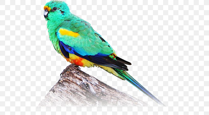 Macaw Parakeet Feather Beak Wing, PNG, 565x454px, Macaw, Beak, Bird, Common Pet Parakeet, Feather Download Free