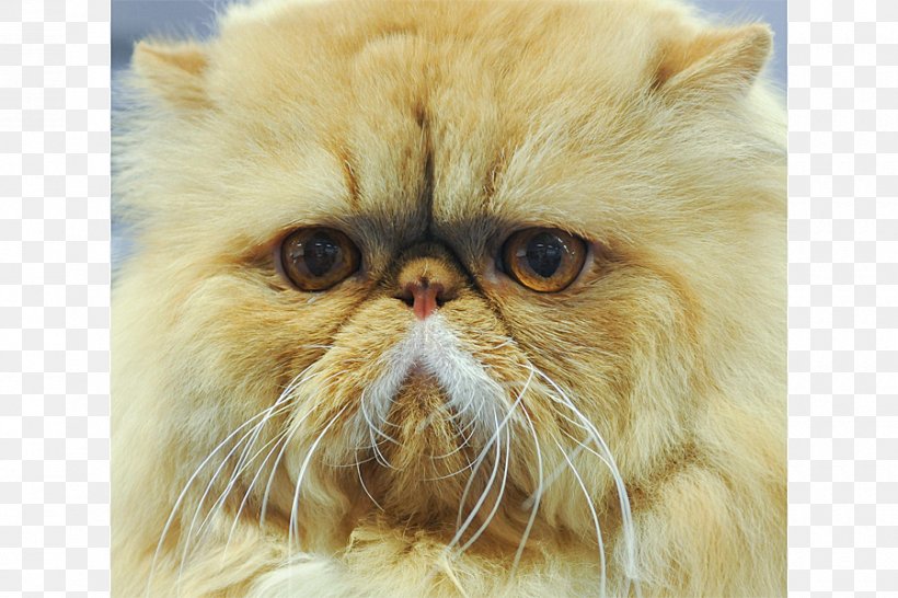 Persian Cat Whiskers Savannah Cat Toyger Dog, PNG, 900x600px, Persian Cat, Breed, Carnivoran, Cat, Cat Breed Download Free