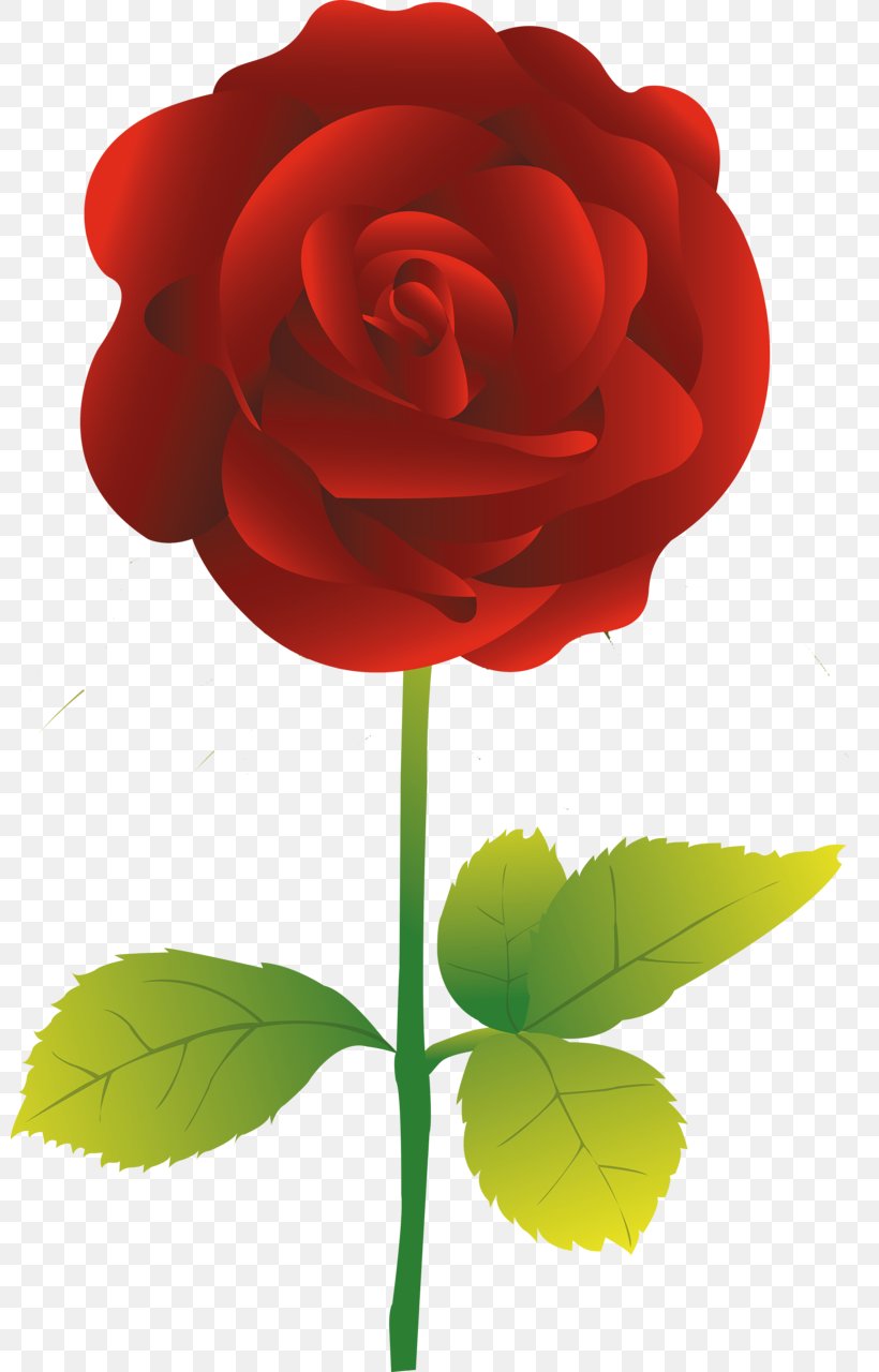 Rose Flower Clip Art, PNG, 799x1280px, Rose, Color, Cut Flowers, Flower, Flowering Plant Download Free