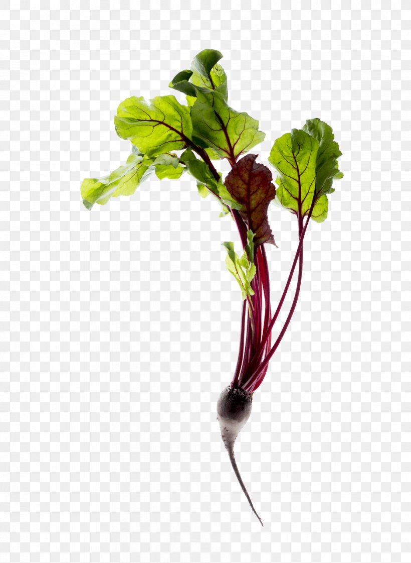 Upcycling Leaf Vegetable Do It Yourself Soil, PNG, 939x1284px, Upcycling, Branch, Chard, Do It Yourself, Environment Download Free