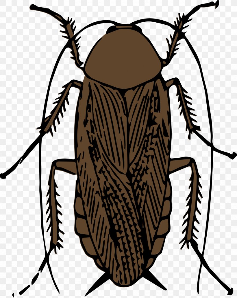 American Cockroach Insect Drawing Clip Art, PNG, 1660x2083px, Cockroach, American Cockroach, Antenna, Arthropod, Artwork Download Free