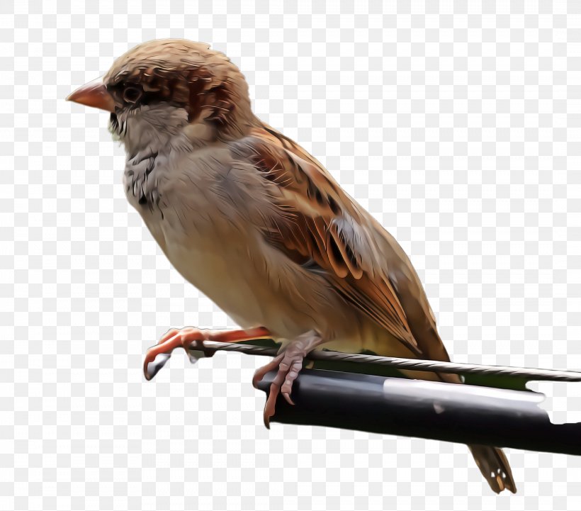 Bird House Sparrow Sparrow Beak Songbird, PNG, 2132x1876px, Bird, Beak, Chipping Sparrow, House Sparrow, Perching Bird Download Free