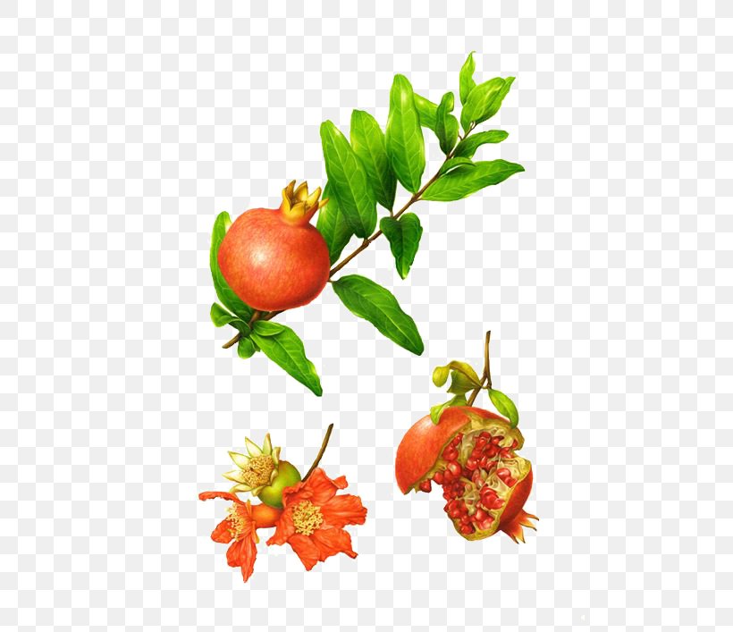 Botanical Illustration Behance Botany Illustrator Illustration, PNG, 500x707px, Botanical Illustration, Acerola, Acerola Family, Apple, Art Download Free