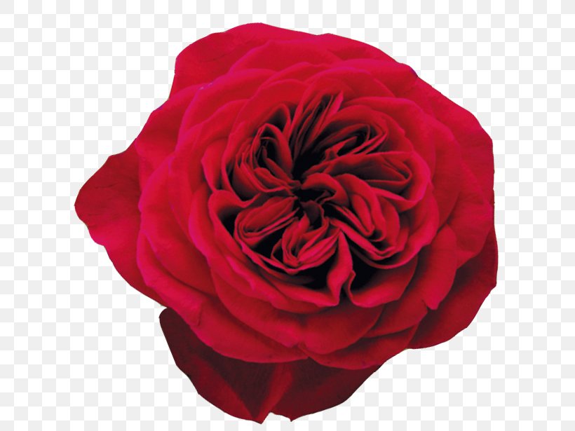 Garden Roses Cabbage Rose Floribunda Flower, PNG, 610x615px, Garden Roses, Black Baccara, Cabbage Rose, Cut Flowers, David Ch Austin Download Free