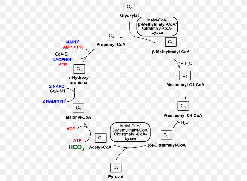 Methylmalonyl-coa Propionyl-coa 3-hydroxypropionate Bicycle Coenzyme A 