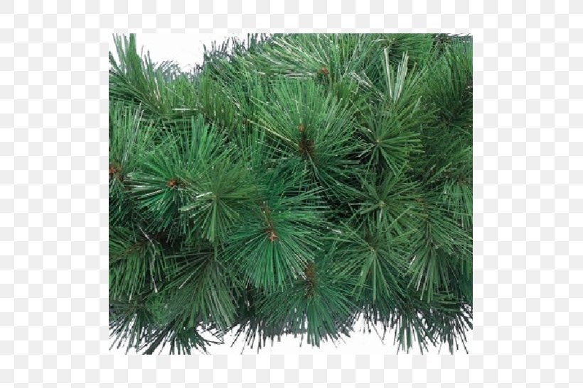 Pine Spruce Fir Larch Biome, PNG, 547x547px, Pine, Biome, Branch, Branching, Casuarina Download Free