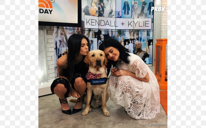 Kendall And Kylie Dog Breed 3 Novembre 1995 Fashion, PNG, 950x592px, 3 November, Kendall And Kylie, Carnivoran, Dog, Dog Breed Download Free