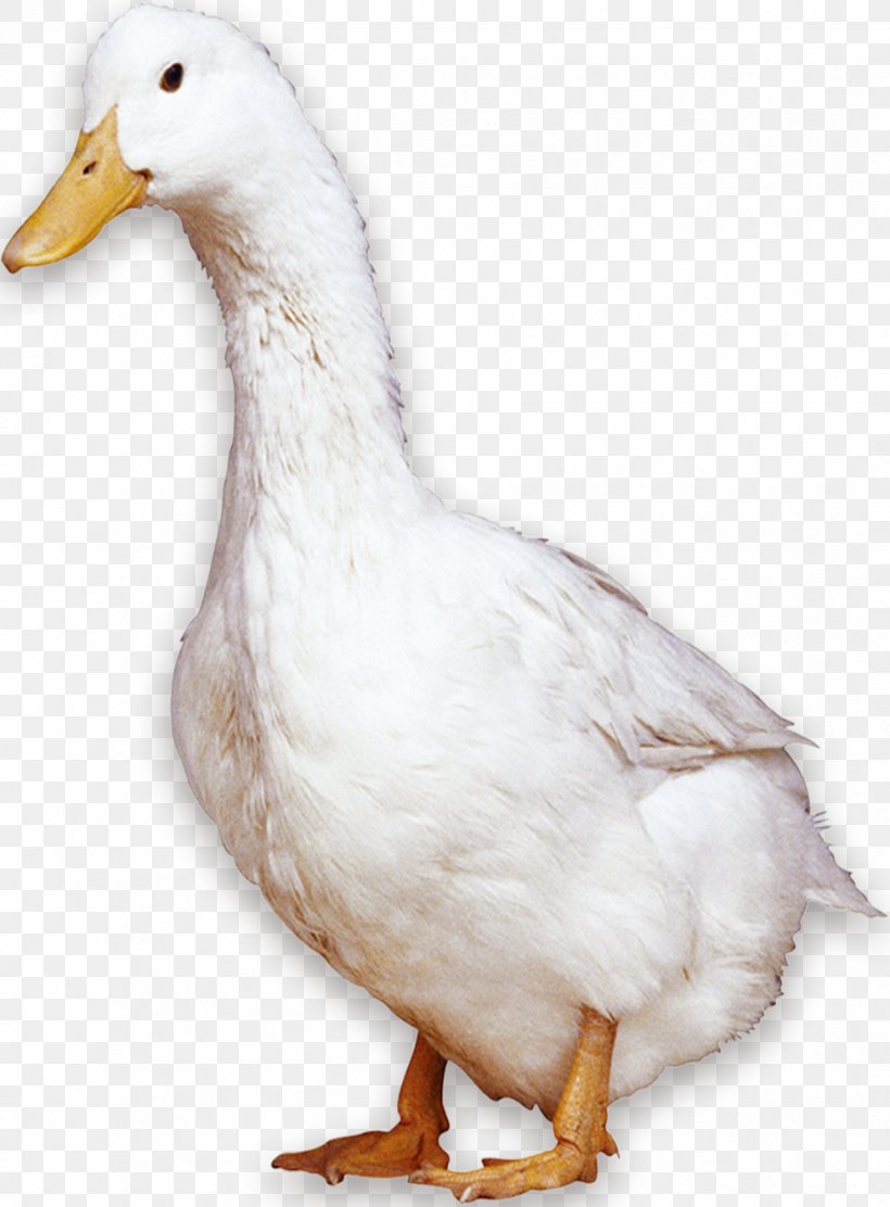 American Pekin Peking Duck Bird Domestic Goose, PNG, 977x1325px, American Pekin, Animal, Beak, Bird, Breed Download Free