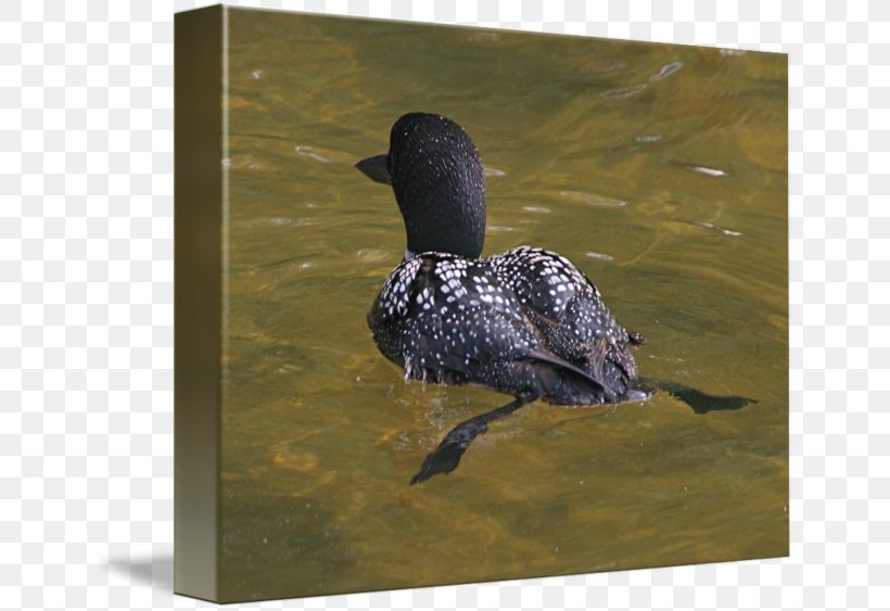 Duck Imagekind Loons Art Beak, PNG, 650x563px, Duck, Art, Beak, Bird, Canvas Download Free