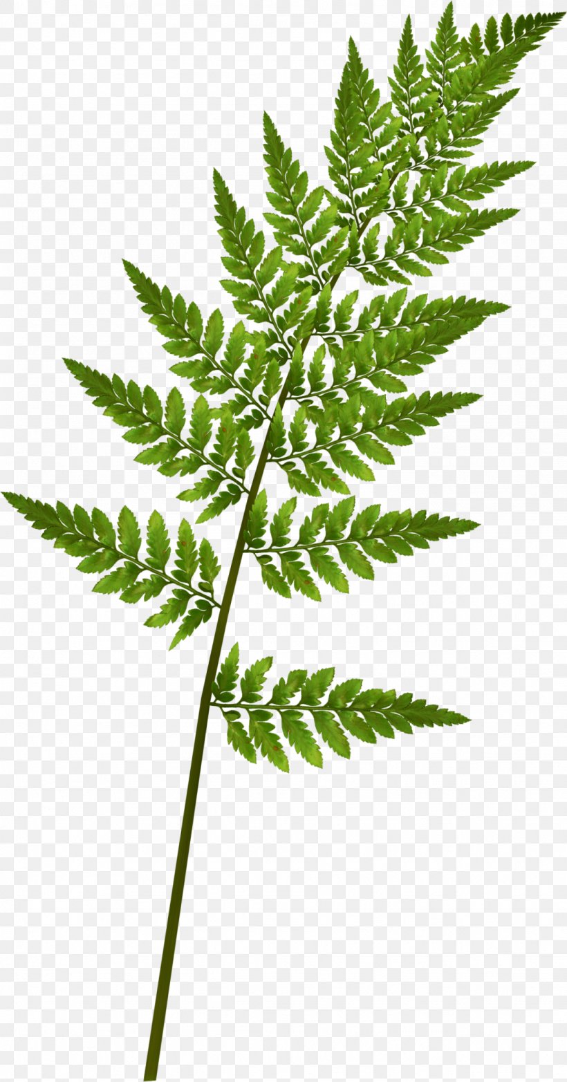 Fern Green Pine Leaf, PNG, 1127x2152px, Fern, Branch, Burknar, Ferns And Horsetails, Green Download Free