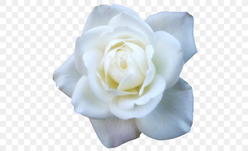 Garden Roses Cabbage Rose Floribunda White, PNG, 500x500px, Garden Roses, Cabbage Rose, Color, Cut Flowers, Floribunda Download Free