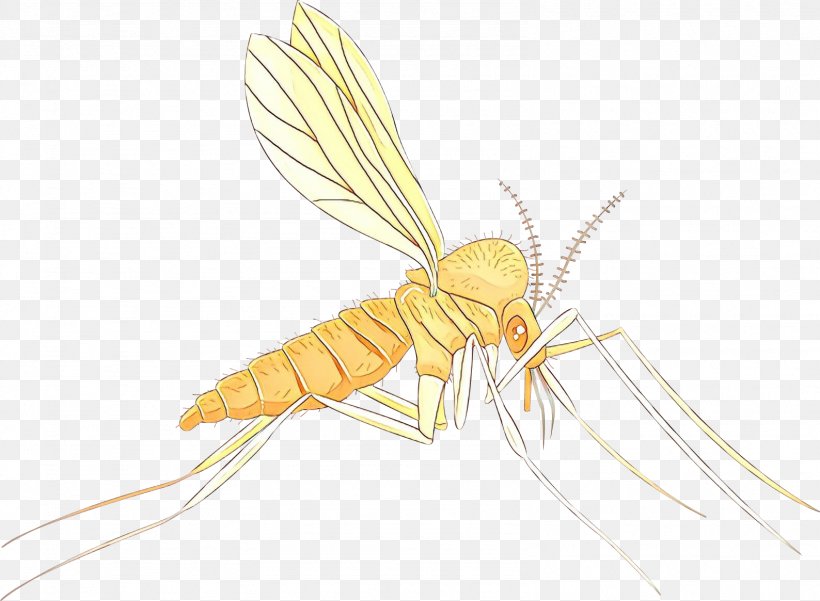 Mosquito Insect, PNG, 1588x1165px, Mosquito, Dragonflies And Damseflies, Fly, Insect, Mayflies Download Free