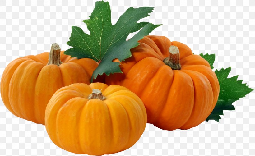 Pumpkin Pie Gourd Goomeri Winter Squash, PNG, 1503x921px, Pumpkin, Calabaza, Commodity, Cucumber, Cucumber Gourd And Melon Family Download Free