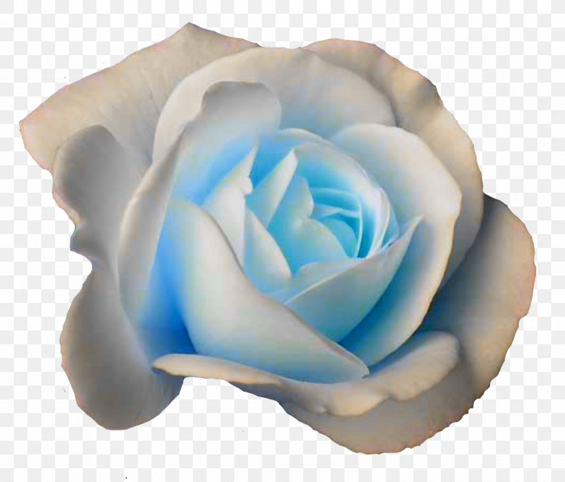Rose White Flower Color Love Recognizes No Barriers. It Jumps Hurdles, Leaps Fences, Penetrates Walls To Arrive At Its Destination Full Of Hope., PNG, 1600x1367px, Rose, Adenium, Blue, Blue Rose, Color Download Free