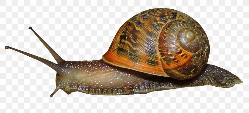 Snail Clip Art, PNG, 1740x792px, Gastropods, Animal, Drawing, Invertebrate, Molluscs Download Free