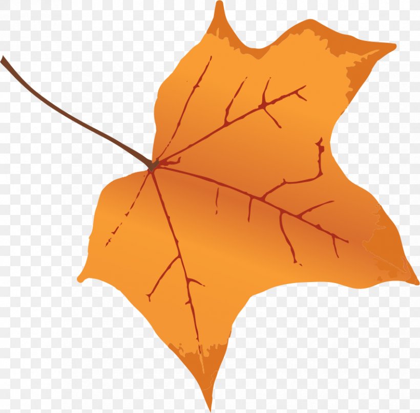 Autumn Leaf Color Tree Maple, PNG, 852x839px, Leaf, Autumn, Autumn Leaf Color, Color, Ink Download Free
