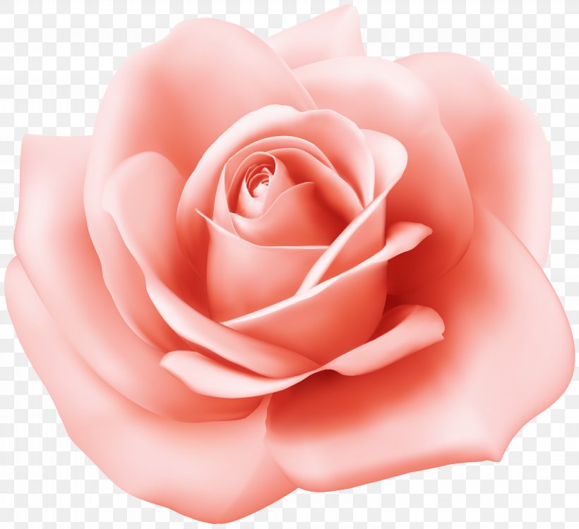 Garden Roses China Rose Cabbage Rose Floribunda Beach Rose, PNG, 6000x5495px, Garden Roses, Beach Rose, Blue Rose, Cabbage Rose, China Rose Download Free