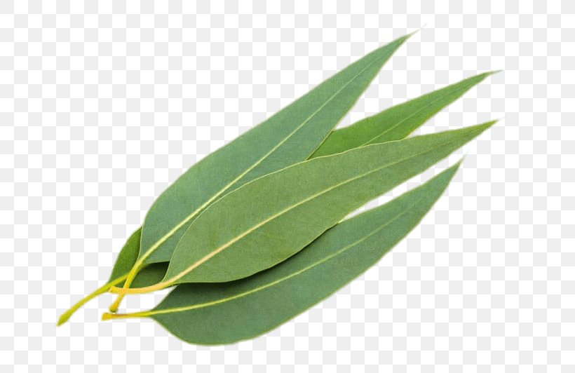 Gum Trees Stock Photography Eucalyptus Oil Leaf Myrtaceae, PNG, 800x532px, Gum Trees, Alamy, Can Stock Photo, Depositphotos, Eucalyptus Oil Download Free