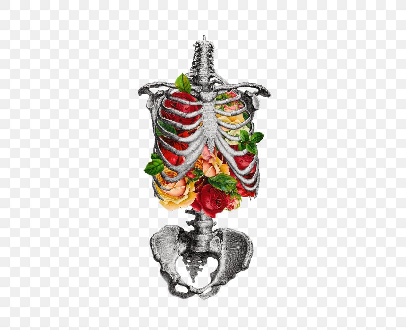 Human Skeleton Rib Cage Anatomy Skull, PNG, 500x667px, Human Skeleton, Anatomy, Bone, Botanical Illustration, Christmas Decoration Download Free