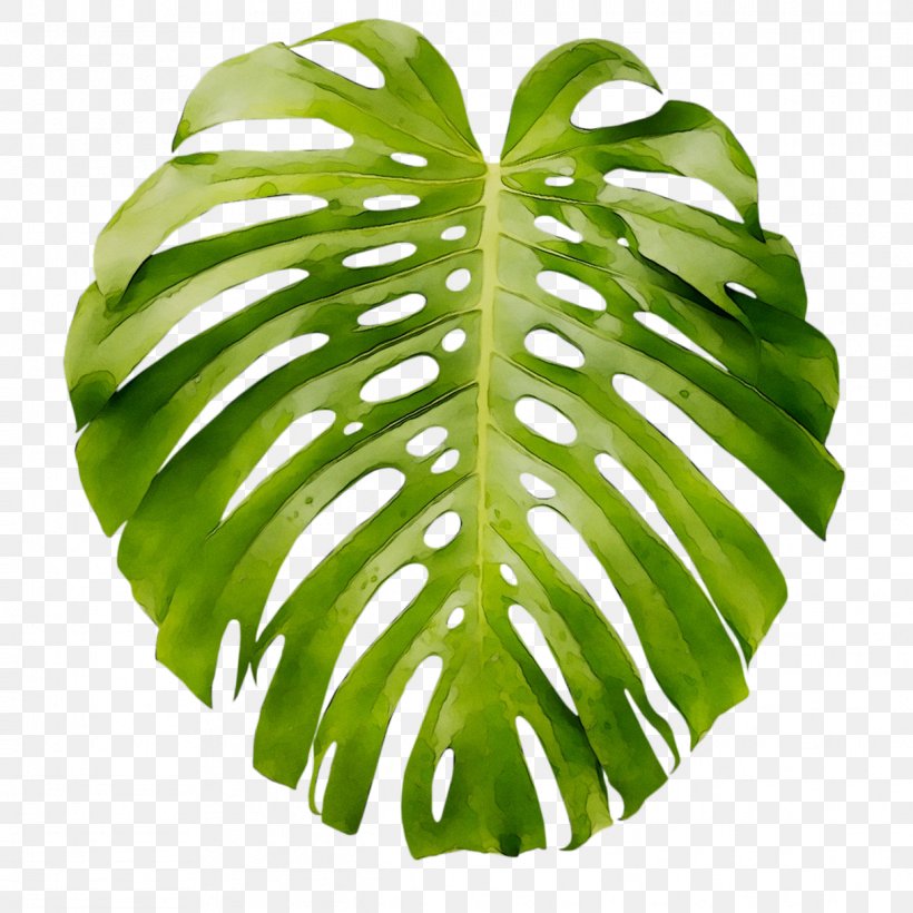 Leaf Swiss Cheese Plant Art Poster Wall Decal, PNG, 1218x1218px, Leaf, Alismatales, Art, Arum Family, Botany Download Free
