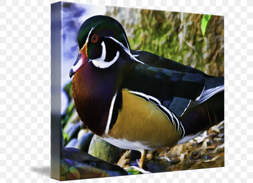 Mallard Mandarin Duck Beak, PNG, 650x595px, Mallard, Animal, Beak, Bird, Duck Download Free
