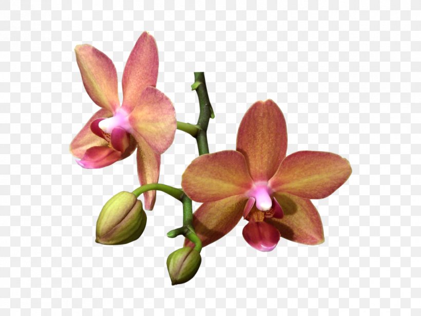 Moth Orchids Flower Plant, PNG, 1032x774px, Orchids, Cattleya, Cattleya Orchids, Cut Flowers, Epidendrum Download Free