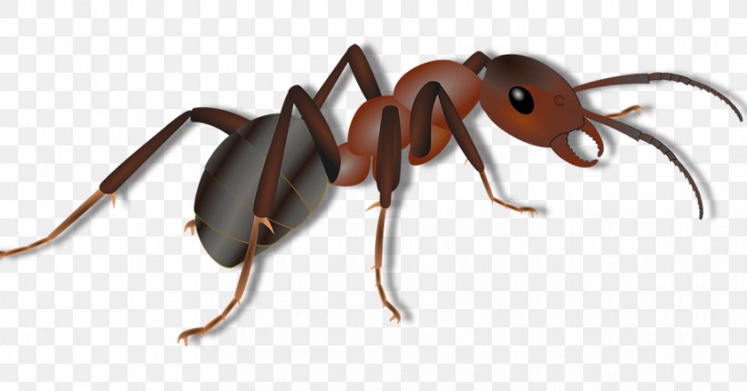 Red Imported Fire Ant Insect, PNG, 914x480px, Ant, Animal, Ant Colony, Arthropod, Bullet Ant Download Free