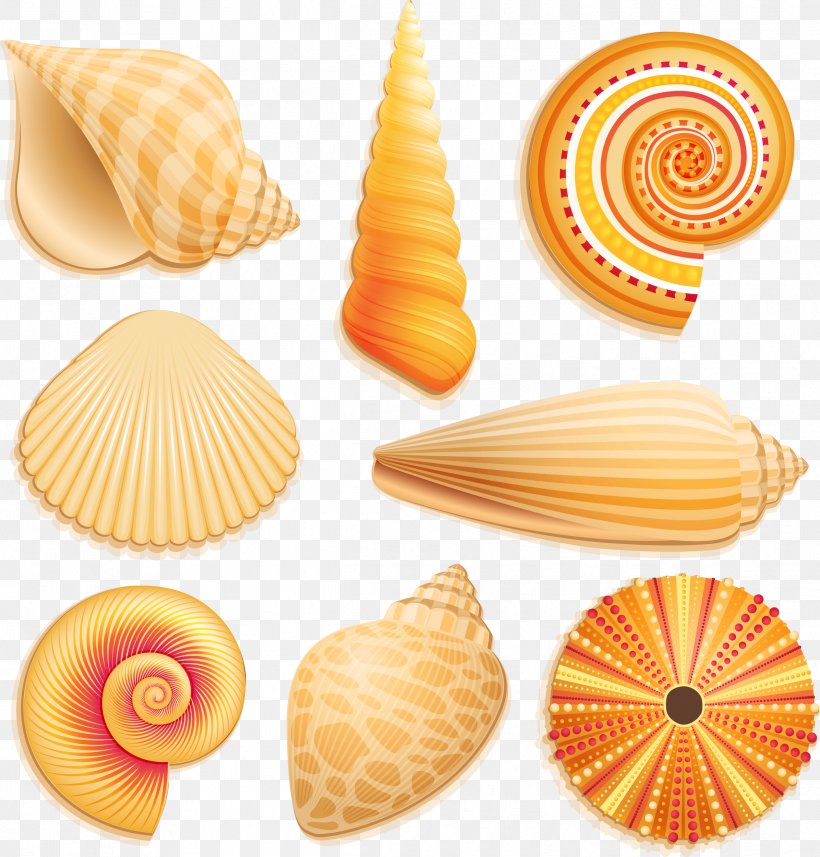 Seashell Mollusc Shell Clip Art, PNG, 2392x2500px, Seashell, Art, Cockle, Conch, Conchology Download Free