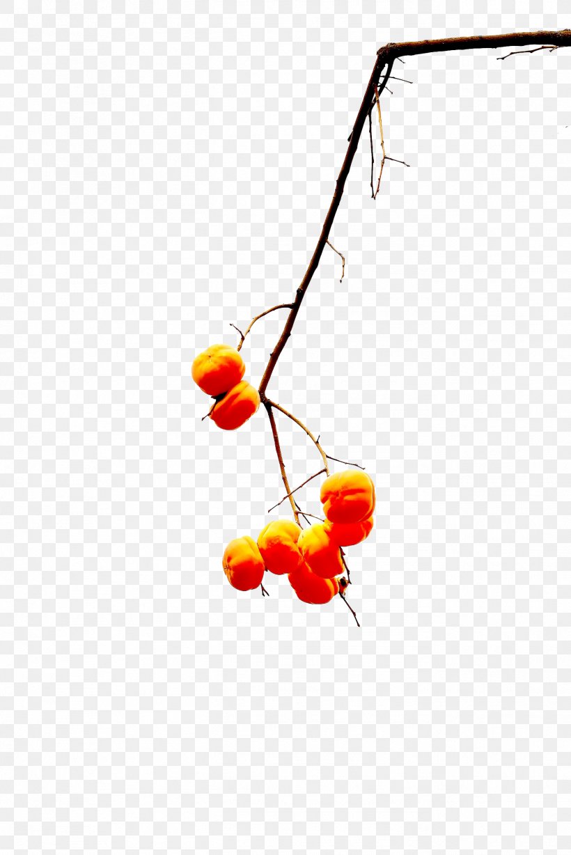 A Few Persimmons Hanging From A Tree, PNG, 1367x2048px, Persimmon, Autumn, Branch, Fruit, Orange Sky Golden Harvest Download Free