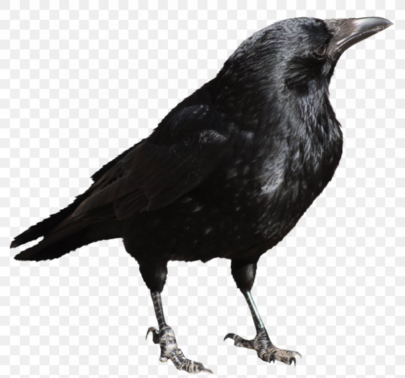 Bird Clip Art, PNG, 840x785px, American Crow, Beak, Bird, Black And White, Common Raven Download Free