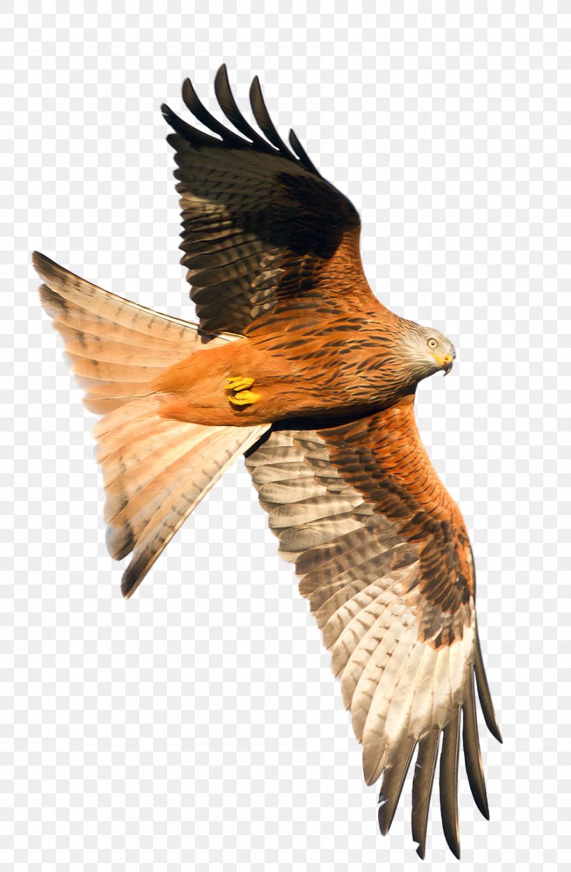 Hawk Songjeong Station Bird Buzzard Beak, PNG, 900x1376px, Hawk, Accipitriformes, Beak, Bird, Bird Of Prey Download Free