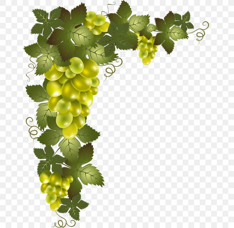 Clip Art Vine Image Drawing, PNG, 655x800px, Vine, Art, Decoupage, Drawing, Flowering Plant Download Free