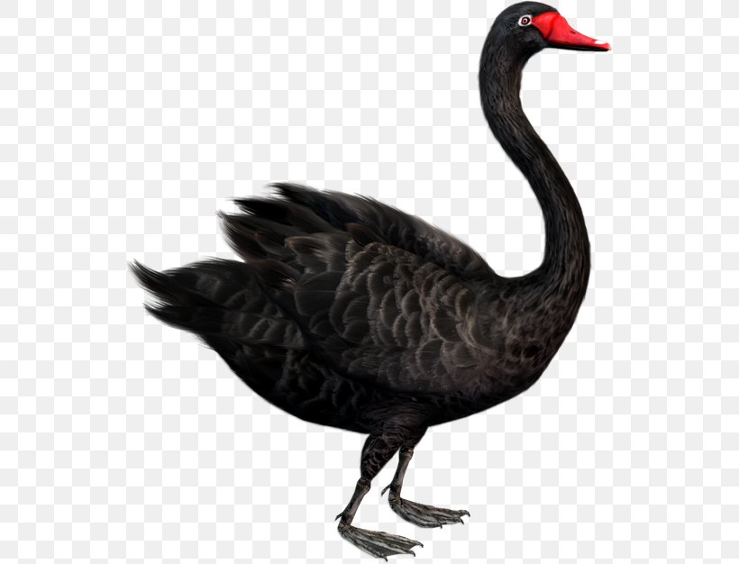 Cygnini Goose Duck Bird, PNG, 539x626px, Cygnini, Animal, Beak, Bird, Black Swan Download Free