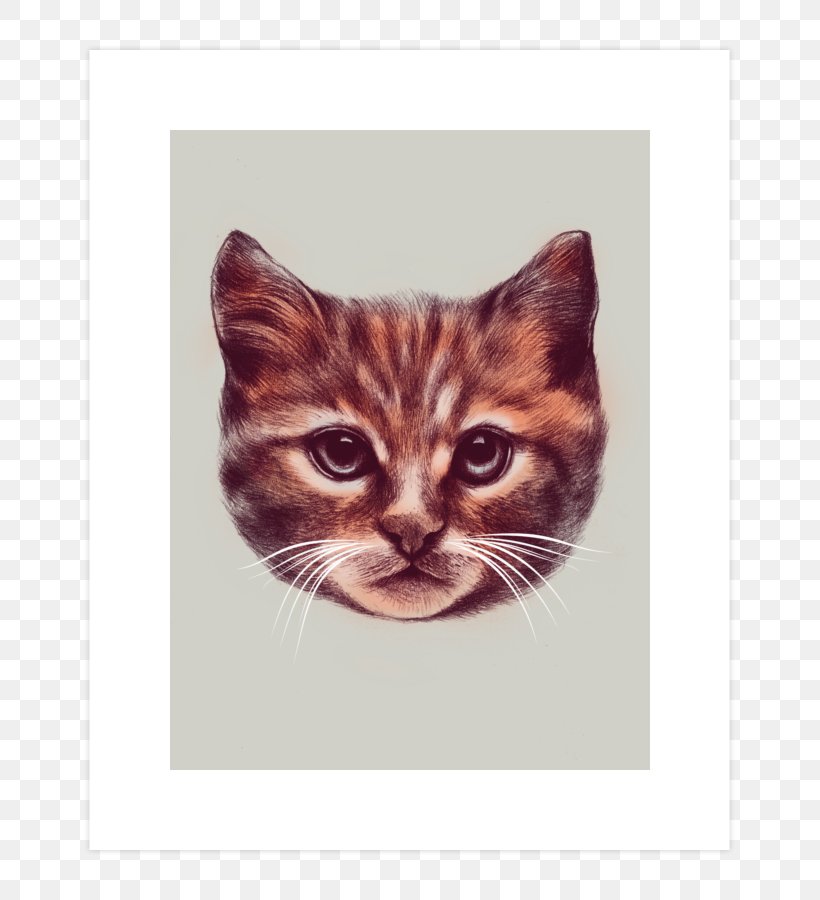 Kitten Persian Cat T-shirt Cuteness Clip Art, PNG, 740x900px, Kitten, Carnivoran, Cat, Cat Like Mammal, Cuteness Download Free