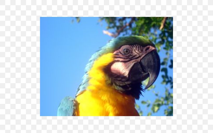 Macaw Parrot Lovebird Cayman Islands, PNG, 512x512px, Macaw, Beak, Bird, Caribbean, Cayman Islands Download Free