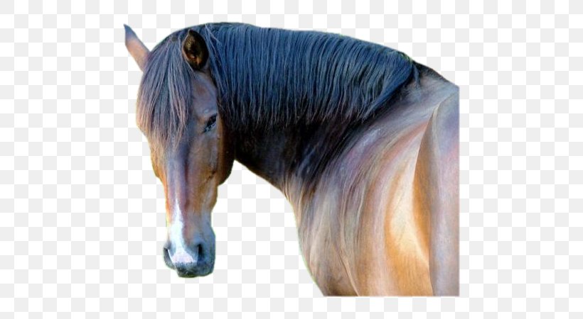 Mustang Stallion Pony Dog Halter, PNG, 600x450px, Mustang, Animal, Blog, Bridle, Dog Download Free