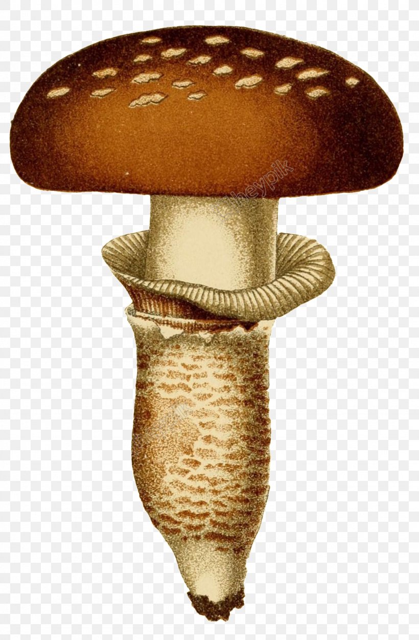Shiitake Mushroom Fungus Image, PNG, 1024x1563px, Shiitake, Agaric, Agaricaceae, Agaricomycetes, Agaricus Download Free