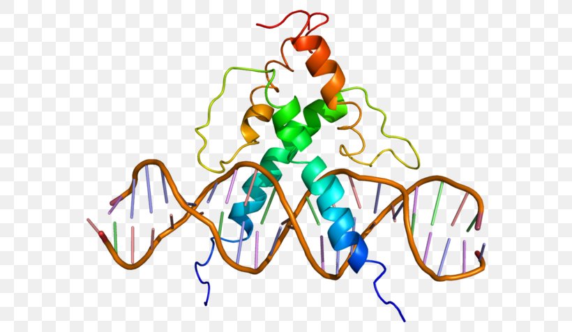 USF1 Basic Helix-loop-helix Transcription Factor Gene USF2, PNG, 600x476px, Watercolor, Cartoon, Flower, Frame, Heart Download Free
