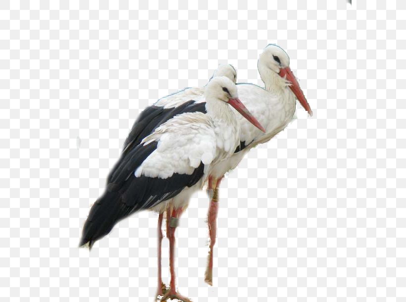 White Stork Bird Montagu's Harrier Beak Bald Eagle, PNG, 600x610px, White Stork, Animal, Bald Eagle, Beak, Bird Download Free