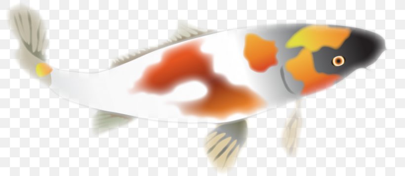 Koi Product Design Close-up, PNG, 800x358px, Watercolor, Cartoon, Flower, Frame, Heart Download Free