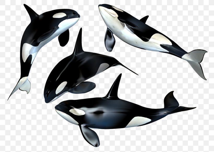 The Killer Whale Toothed Whale Cetacea, PNG, 800x584px, Killer Whale, Animal, Cetacea, Dolphin, Mammal Download Free