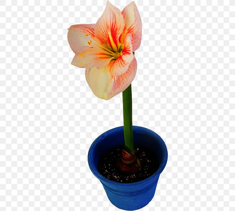 Flowerpot Amaryllis Jersey Lily Houseplant, PNG, 352x734px, Flowerpot, Amaryllis, Amaryllis Belladonna, Amaryllis Family, Blomsterbutikk Download Free