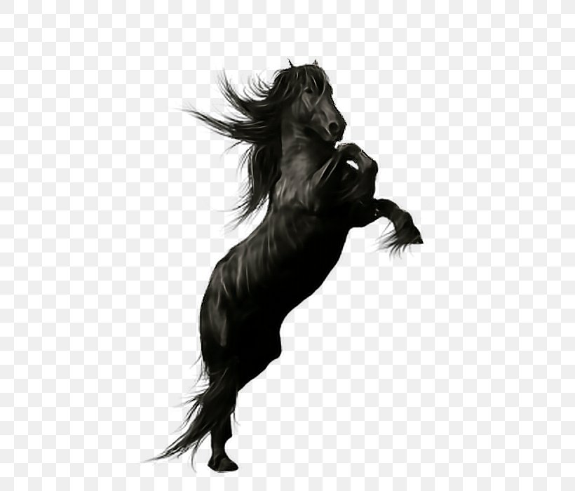 Friesian Horse Stallion Andalusian Horse Peruvian Paso Black, PNG, 434x700px, Friesian Horse, Andalusian Horse, Animal, Black, Black And White Download Free