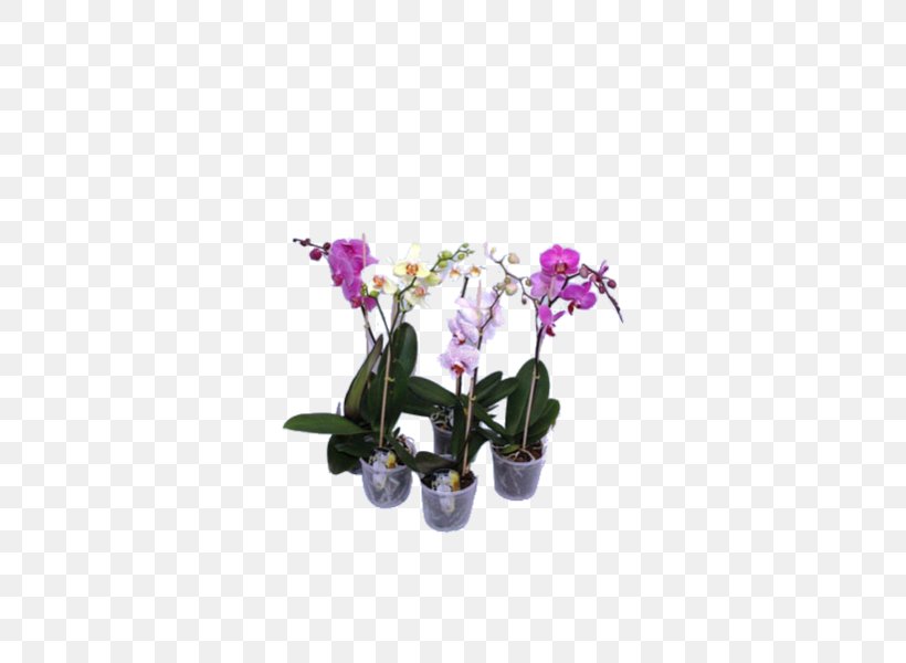Moth Orchids Floral Design Cut Flowers Cattleya Orchids, PNG, 600x600px, Moth Orchids, Artificial Flower, Cattleya, Cattleya Orchids, Cut Flowers Download Free
