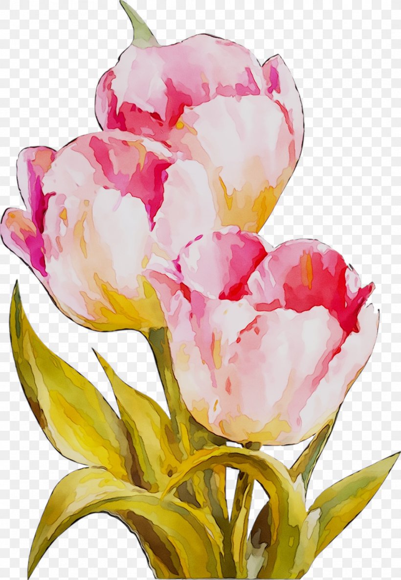 Tulip Floral Design Cut Flowers Still Life Photography, PNG, 1062x1535px, Tulip, Botany, Cut Flowers, Floral Design, Flower Download Free