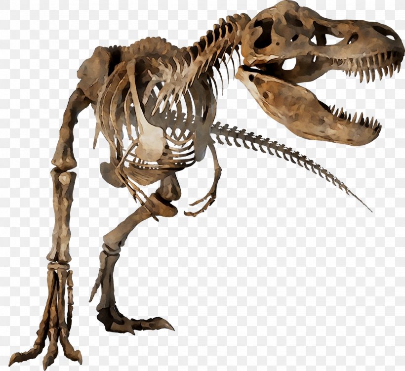 Velociraptor Tyrannosaurus Skeleton Dinosaur Theropods, PNG, 1437x1317px, Velociraptor, Allosaurus, Animal Figure, Bone, Bony Fishes Download Free