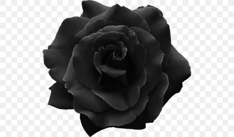 Black Rose Clothing Desktop Wallpaper, PNG, 521x480px, Black Rose, Black, Black And White, Clothing, Cut Flowers Download Free